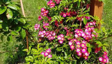 Ferienhaus am Birkenwaeldchen - Motzener See 150m - Foto 3