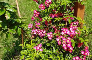 Ferienhaus am Birkenwaeldchen - Motzener See 150m - Foto 3