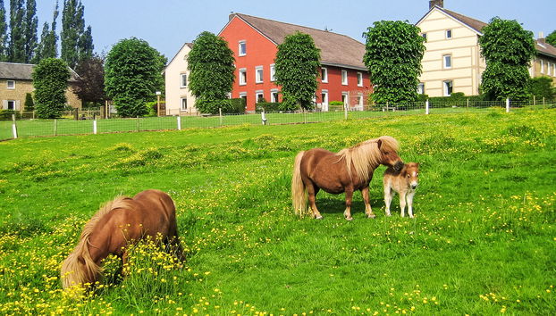 Bungalowpark Landsrade - Foto 5, Outdoor