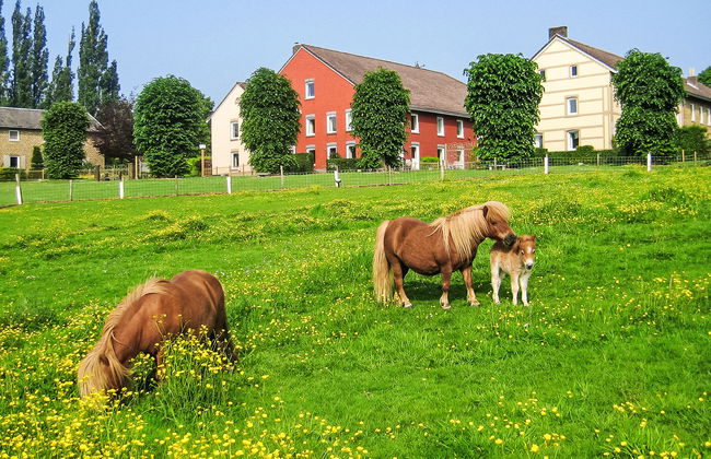 2 bedroom House in Gulpen with garden and terrace - Photo 9