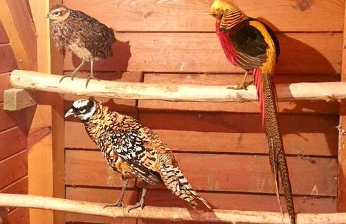 Ośrodek Agroturystyczny Zacisze - Foto 61