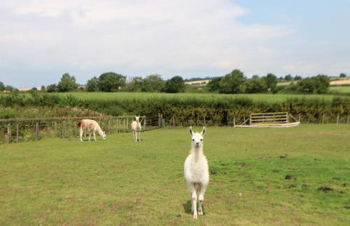 Cornfield - Foto 39
