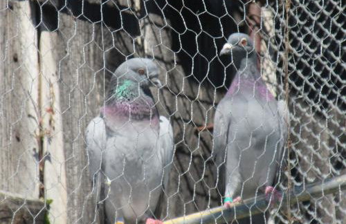 Ranczo u Jarka - Foto 17