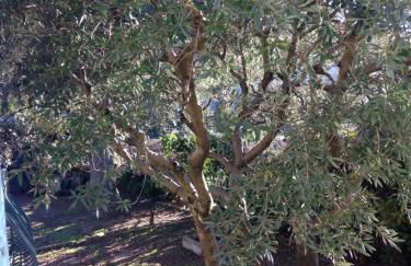 La roseraie Bonnieux - Foto 22