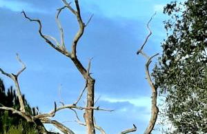 Tapada da Rabela - Reserva Natural - Foto 46