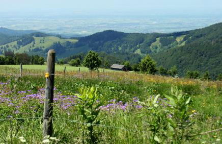 View House, Schauinsland, Black Forest - Photo 11
