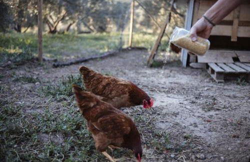 Vivienda rural del salado - Foto 17