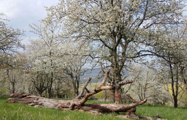 Lovely Apartment in Hesse - Foto 35