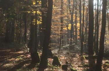 Ferienhaus Schuster - Foto 36