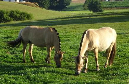 Zielono Mi - Dom Gościnny w Łapalicach - Foto 39
