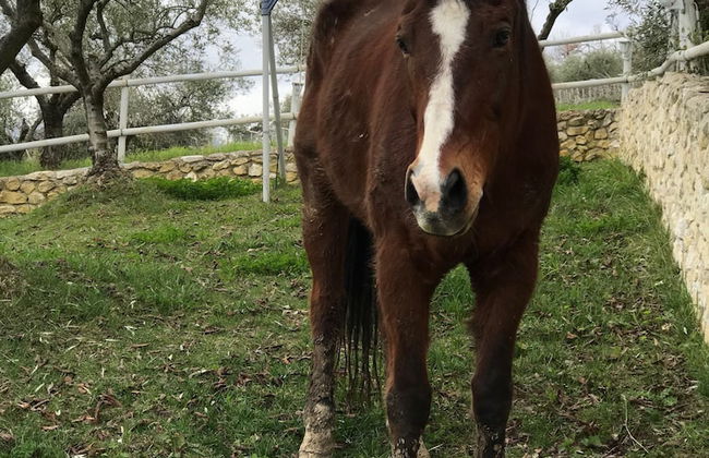 Agriturismo Montupoli - Foto 13