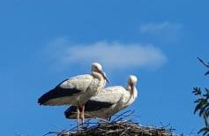 Żuławska Chata - Foto 35