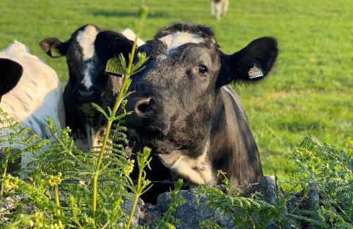 Johns Cottage - Photo 52