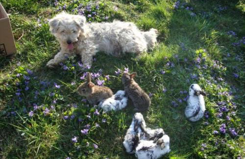 Apartments Pavlić - Foto 75