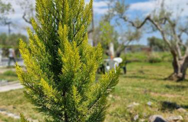 Dream in Chalkidiki 2 bedroom villa with garden - Foto 62