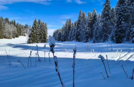 Le Repaire du Loup blanc - Foto 47