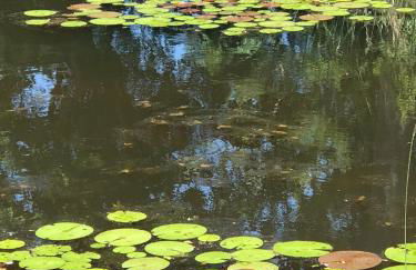 Historic Converted Barn Loft at Sobremesa Farm - Foto 11