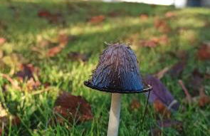 Charmante longère bigoudène - Photo 31