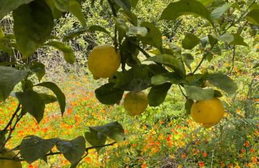 Três Figos - Foto 6