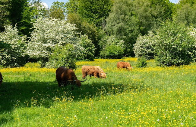 Colorful Chalet Near Amsterdam - Foto 24