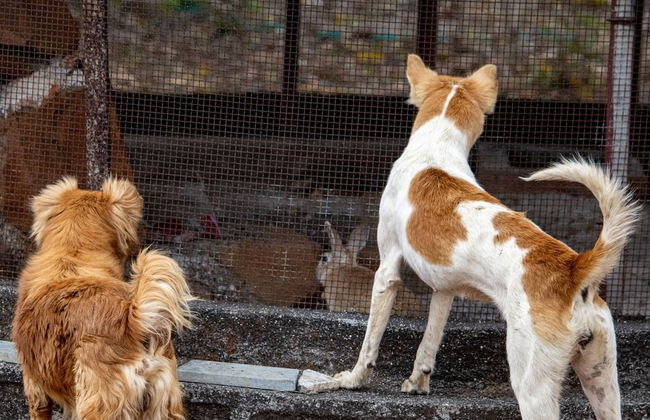 Shetty Farms - Foto 69