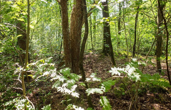 Lodge in Hattemerbroek Near Veluwe Forest - Foto 42