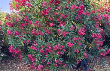 Da Ange e Bru - Foto 16