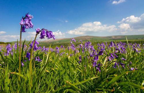 Ty Pren Bach - Foto 24