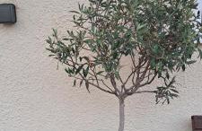 The Stable - Photo 2