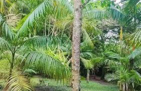 Chácara Bela Vista - Photo 7