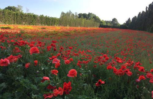 UN COIN DE PROVENCE ,LA Maison D'ANTOINE - Foto 19