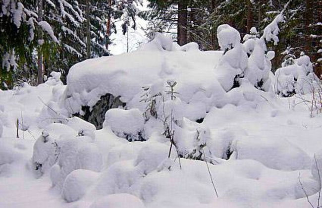 Metsäpirtti - Foto 17