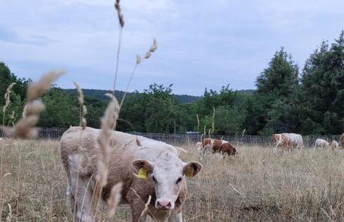 Falkenhof Meisdorf - Foto 23