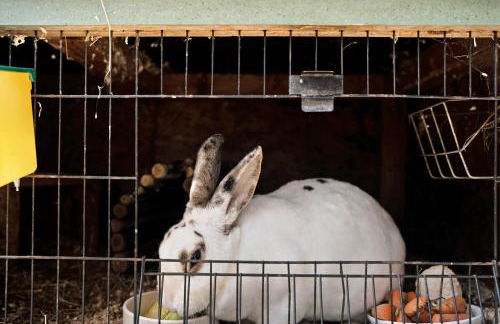 Ferienwohnung - Arzgebirg - Foto 27