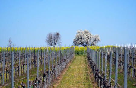 Mas Can Calet Aparthotel - Foto 109