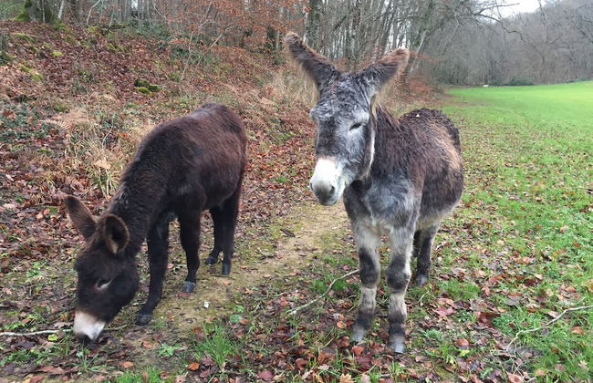 Gîte du Château D'hodebert - Foto 23