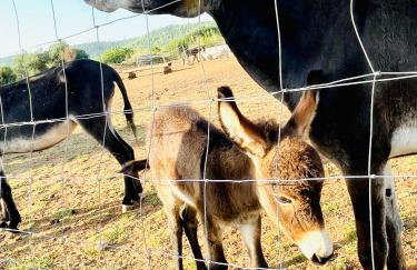 Villa Leonardo - Foto 30