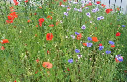 Ferienhaus Zittau Oberlausitz & Ferienwohnung am Hamann Berg - Foto 75