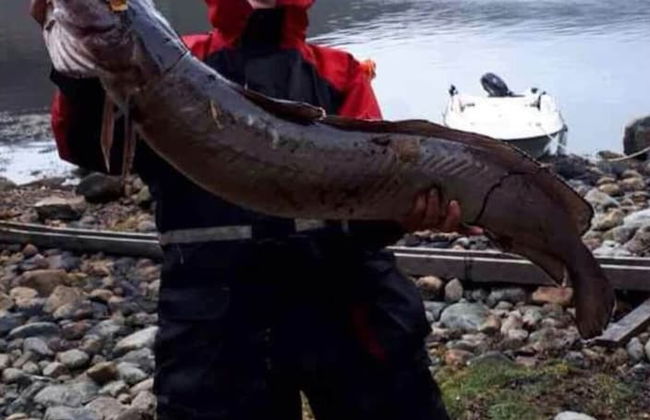 8 Person Holiday Home in Masfjordnes-by Traum - Foto 45