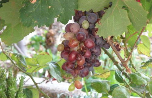 Sunset Holiday House - Photo 41