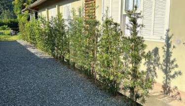 Cantinho da nona Nova Trento SC - Foto 5, Garden