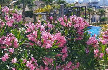 alegria village resort - Foto 20