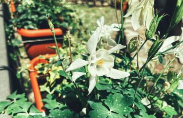 Casa nel borgo - Photo 55