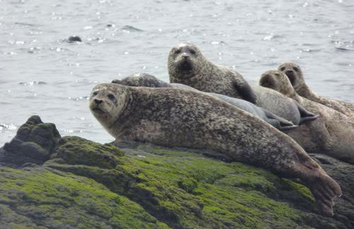 Kinneil Self Catering - Photo 37