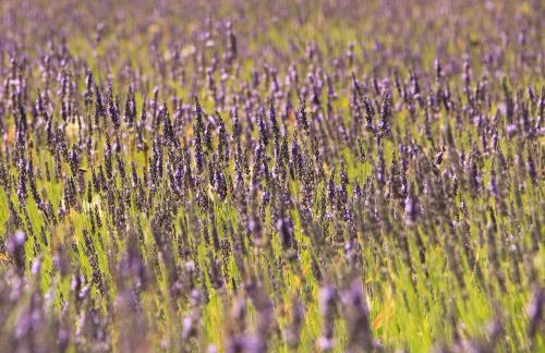 Villa Golf Azur - Foto 29