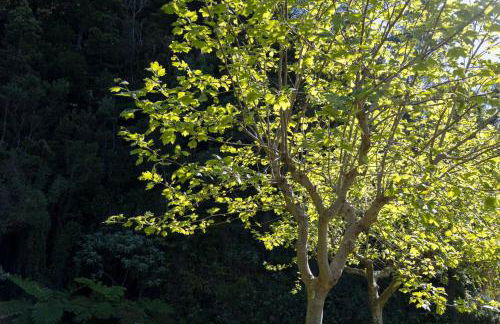 Cantinho dos Cagarros - Photo 41