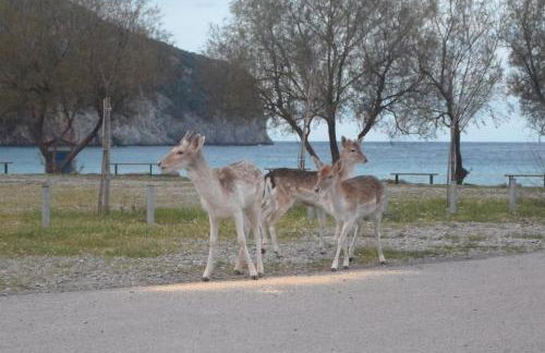 Lithoktisto - Foto 36