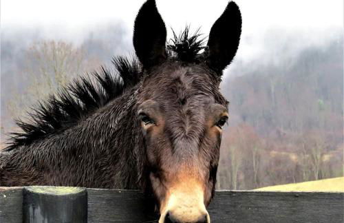 Historic Cabin near Luray Caverns Perfect for a Family Vacation in Virginia - Foto 7