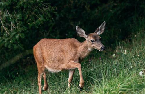 Pacific View Cottage - 100 High with Ocean Views - Foto 28
