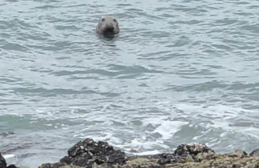 2 Bedroom Family Cottage Dog Friendly Edern North Wales - Photo 35